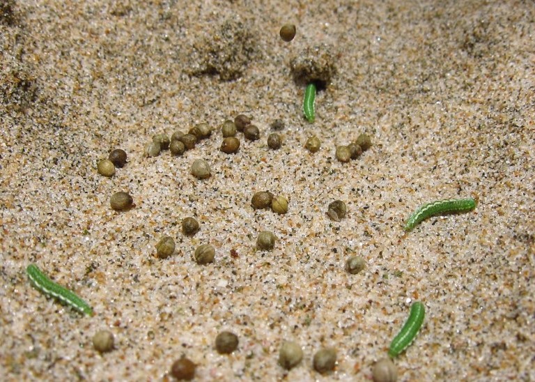 Curculionidae: larve di Coniatus tamarisci